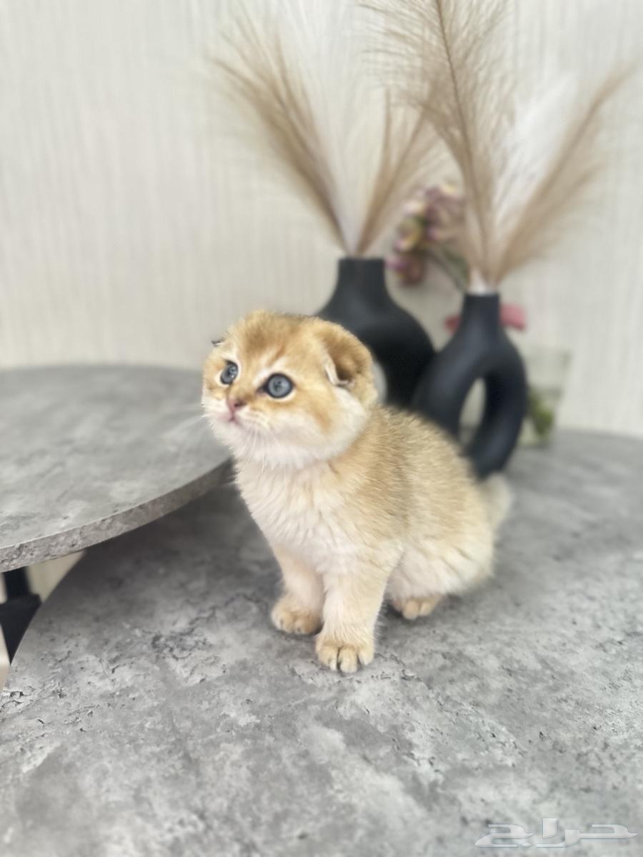 سكوتش فولد مسجل للبيع63999588554882110