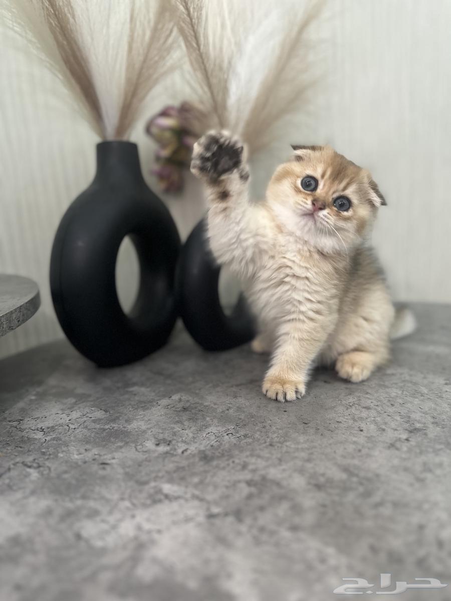سكوتش فولد مسجل للبيع63999588554882113
