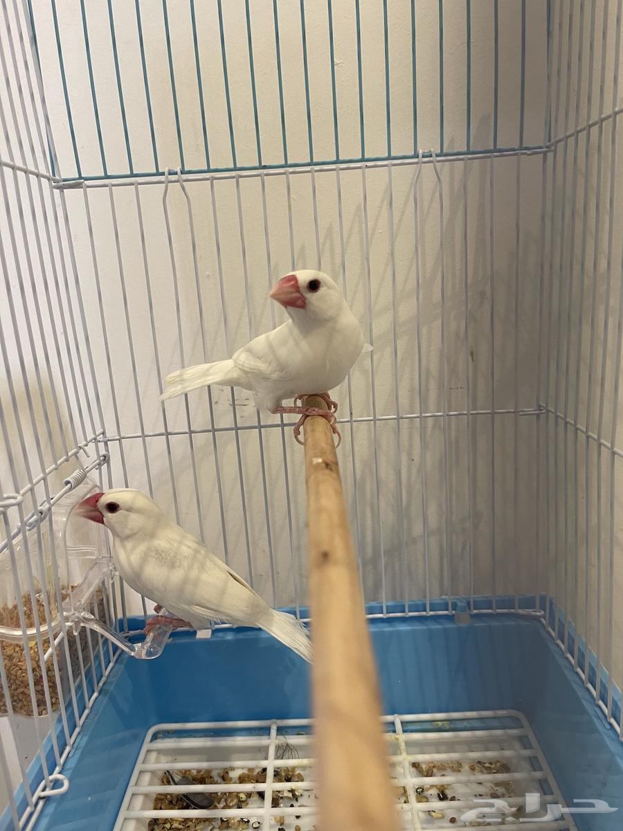 Premium Albino Finch Java Nut64006366410755111