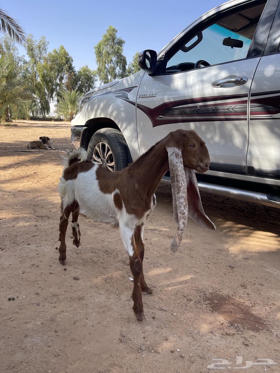 Dutch goat with RFID and AI64002740435457110