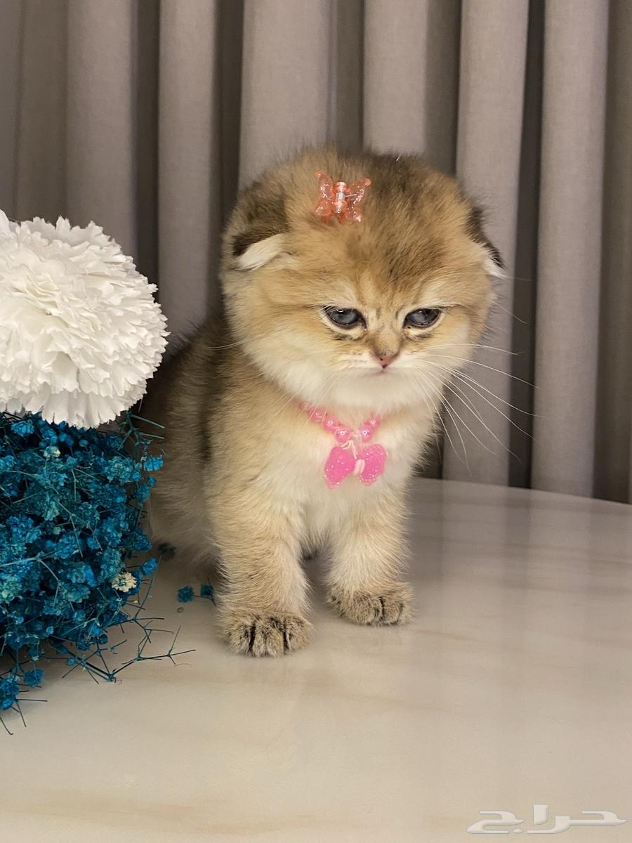 Scottish Fold Cats for Sale64010434231809114