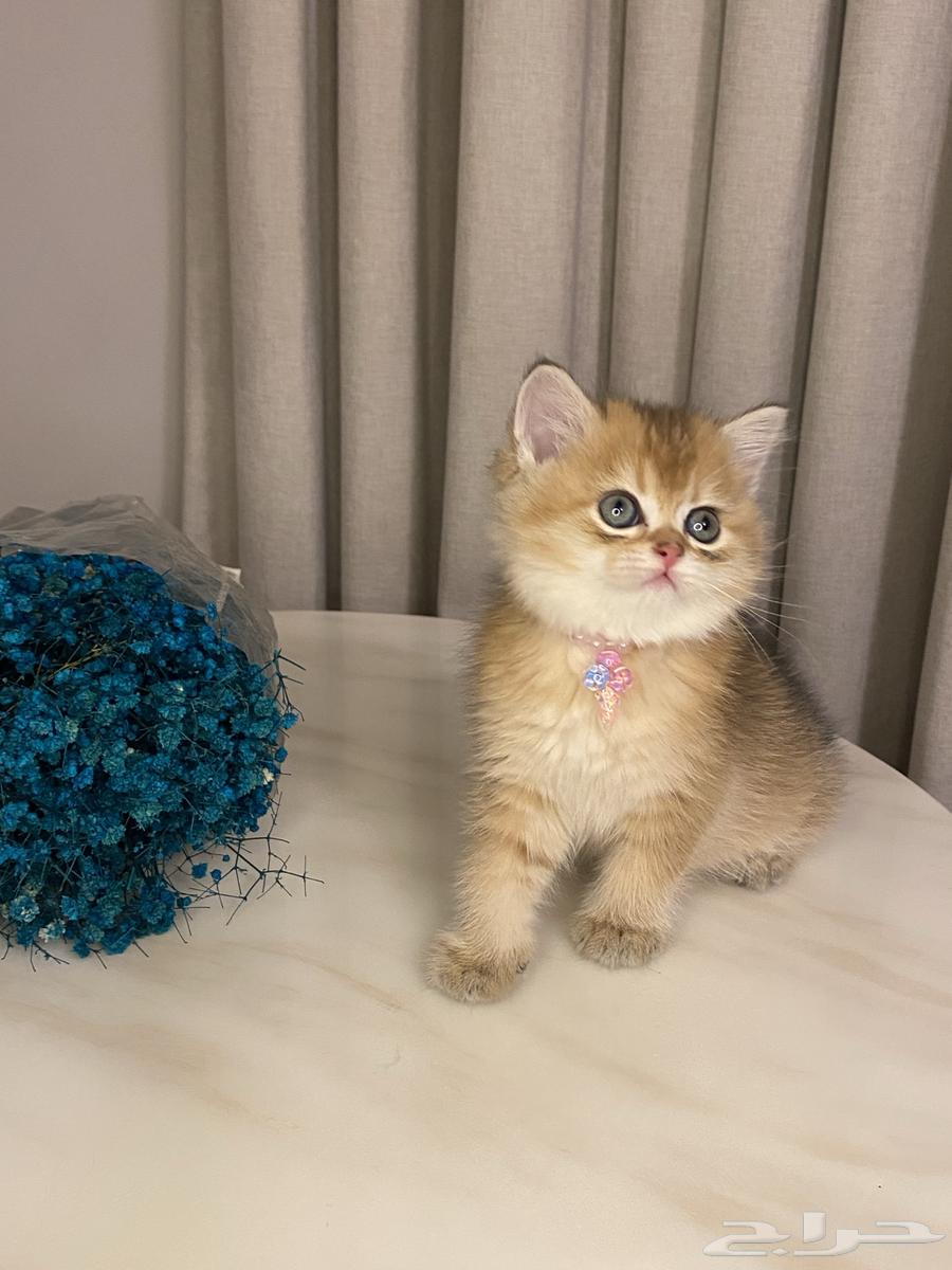 Scottish Fold Cats for Sale64010434231809111