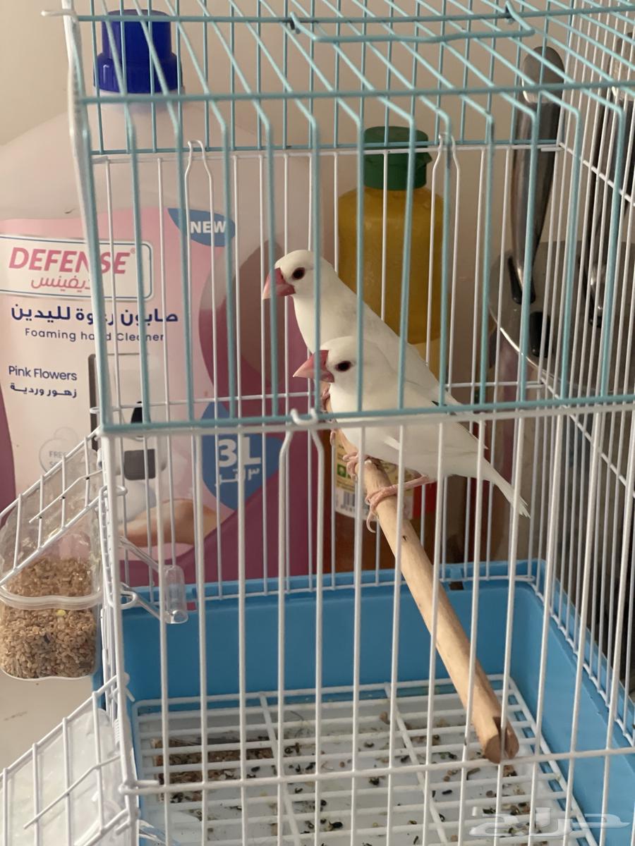Premium Albino Finch Java Nut64006366410755112