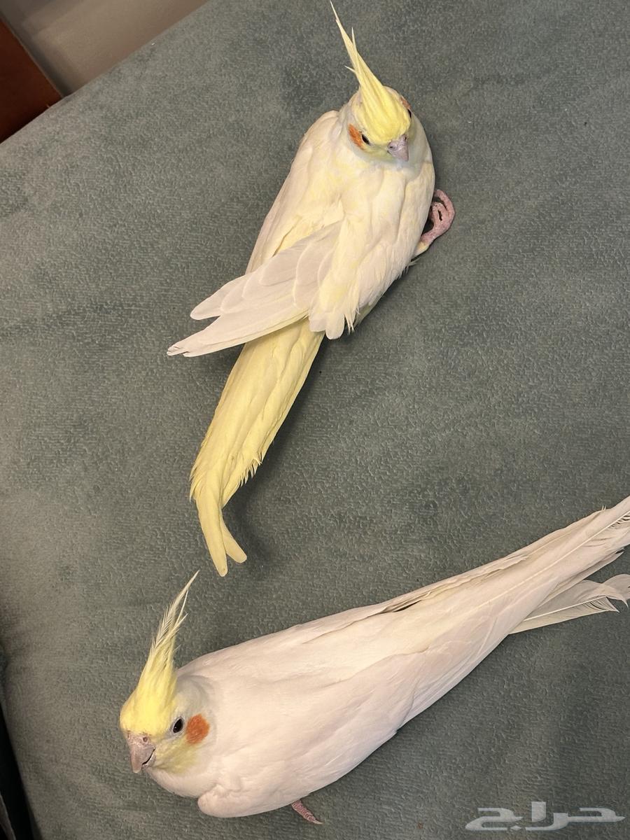 Latin Crown Pair for Sale64001797268739113