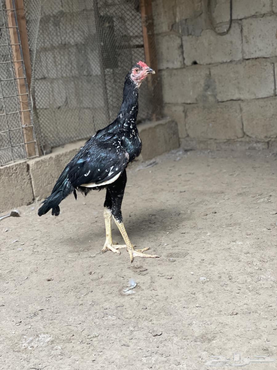 Sindhi Roosters for Sale64009178909442113