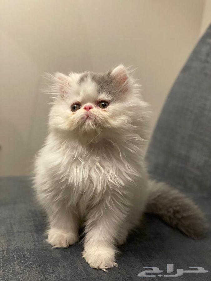 Picky Face kittens for sale, two and a half months old, males64001793746689112