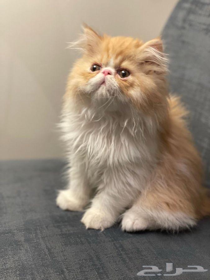 Picky Face kittens for sale, two and a half months old, males64001793746689114
