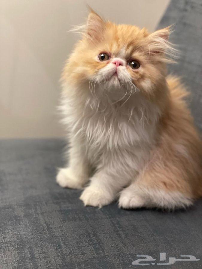 Picky Face kittens for sale, two and a half months old, males64001793746689113