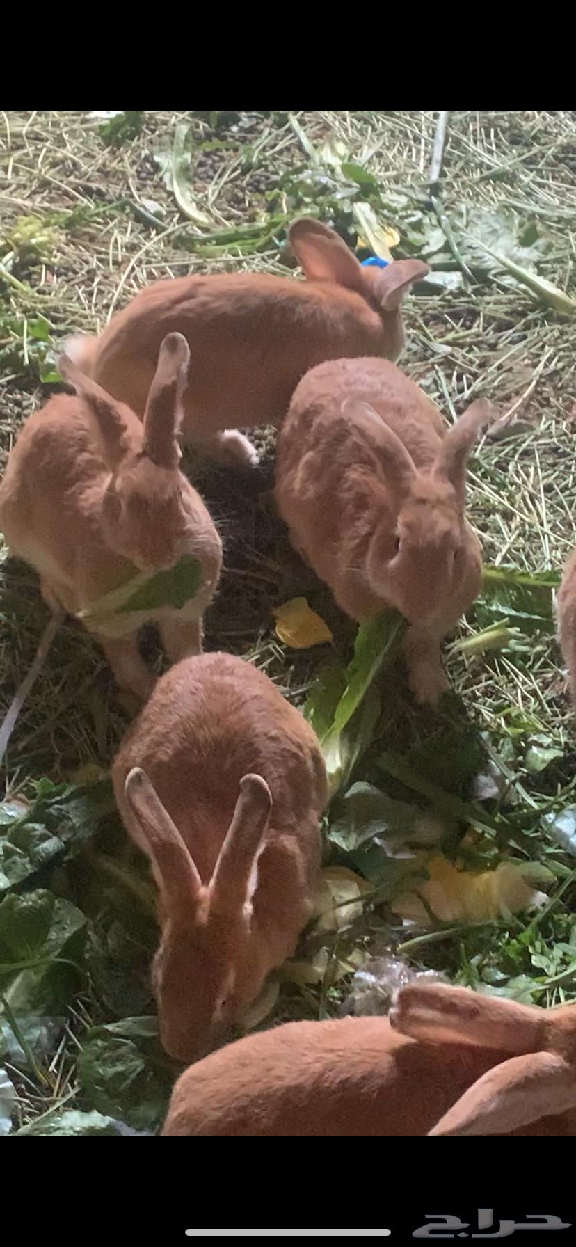 Rabbits for sale64012078096386111