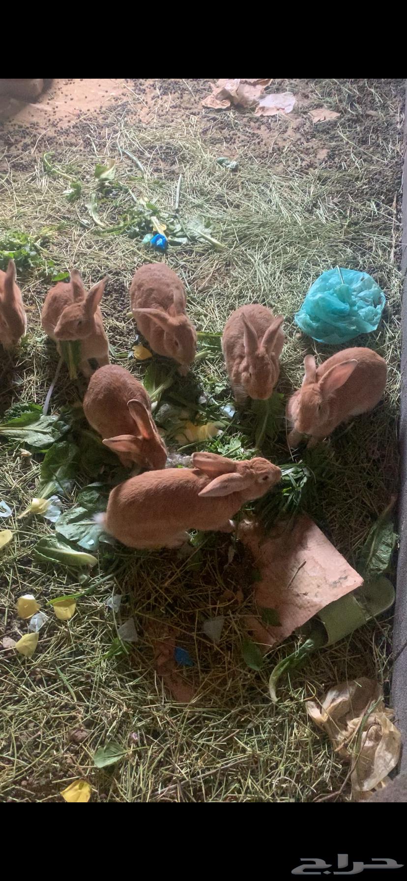 Rabbits for sale64012078096386110