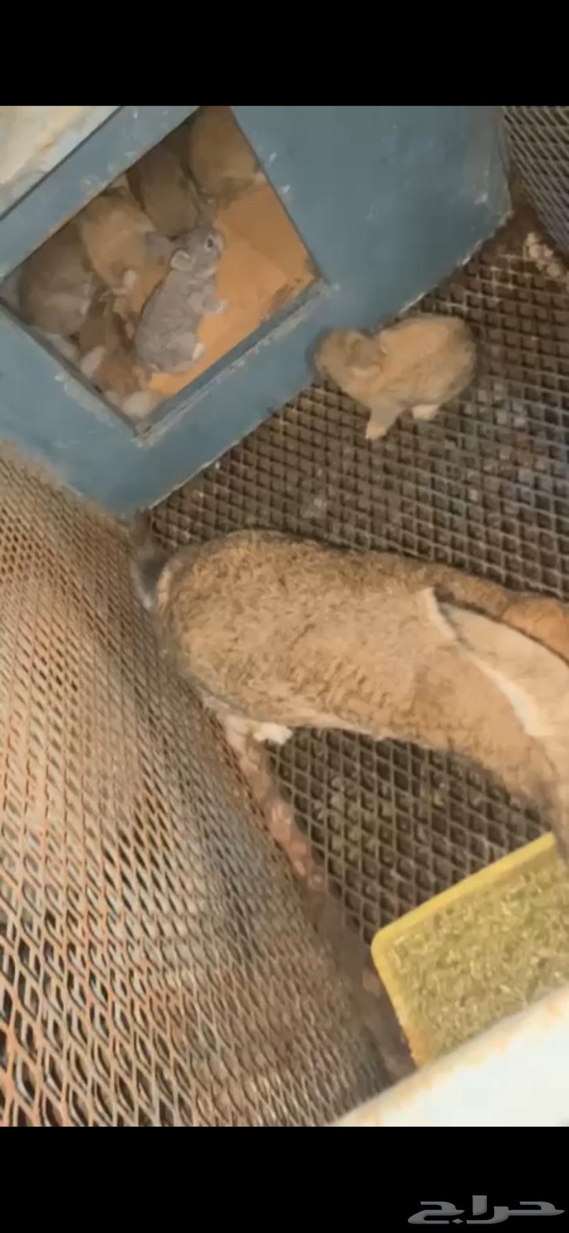 Productive rabbit for sale64015367984515112