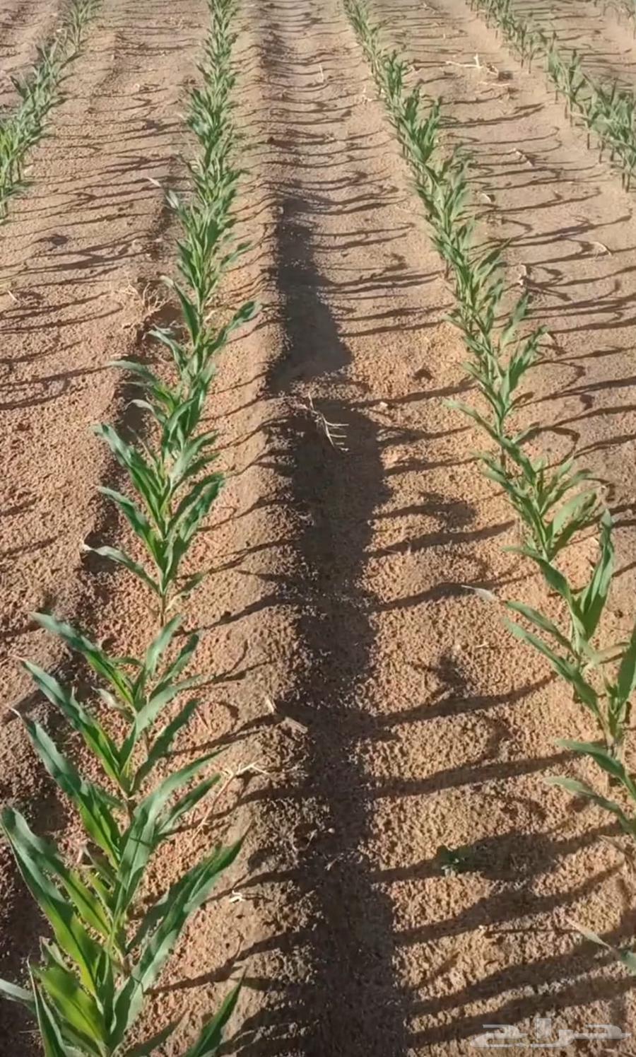 Shami Corn Seeds for Sale63890231936898113