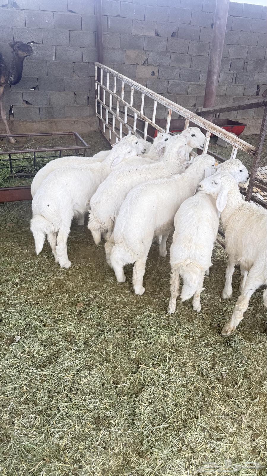 Slaughters for sale with butchering and delivery64025255688833111