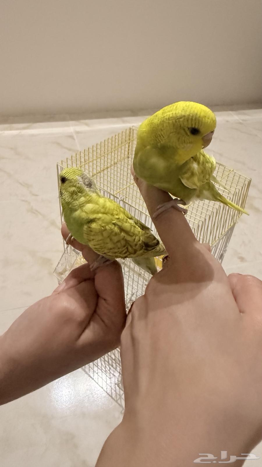 A pair of budgerigars63983615521667112