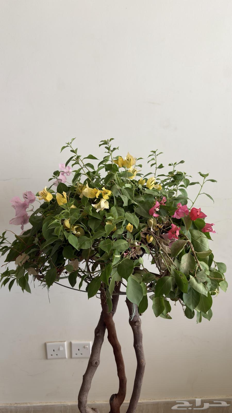 شجره الجهنميه64031137337345114
