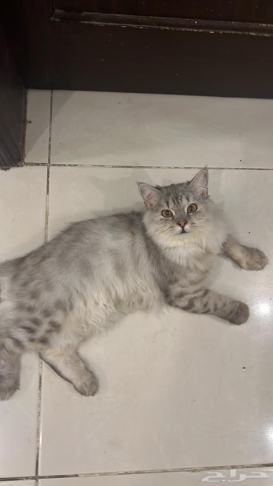 Shirazi cat for adoption64022322791937110