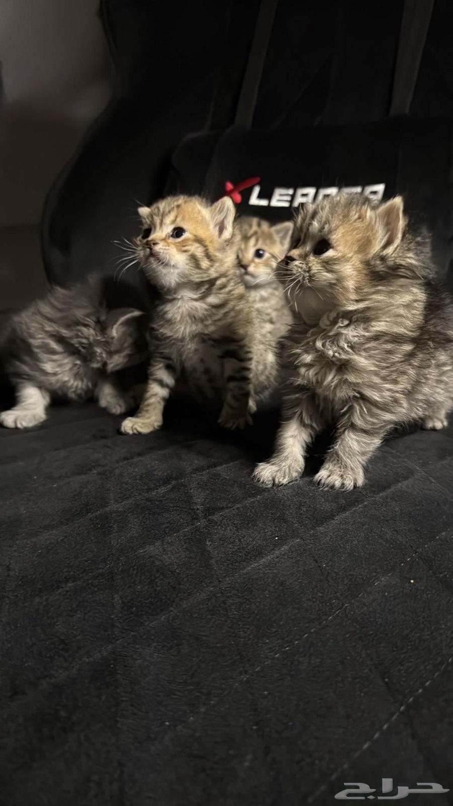 Scottish Fold Cats63619068199427112