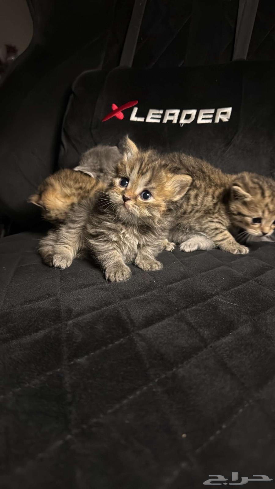 Scottish Fold Cats63619068199427111