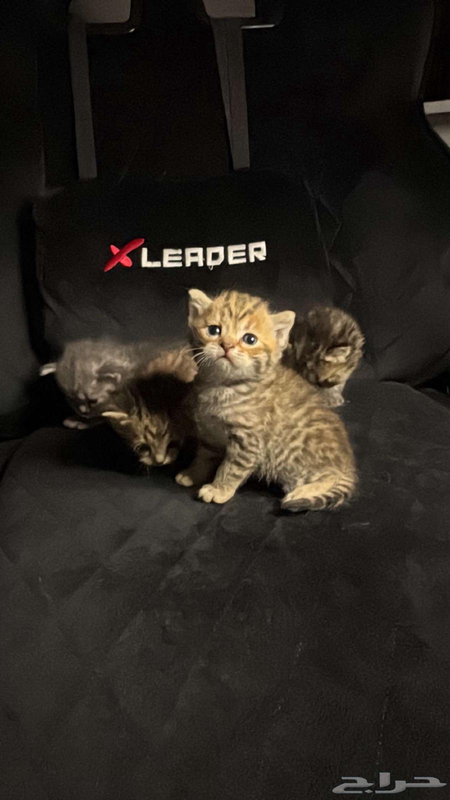 Scottish Fold Cats63619068199427114