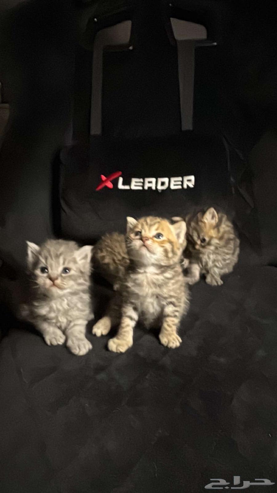 Scottish Fold Cats63619068199427113
