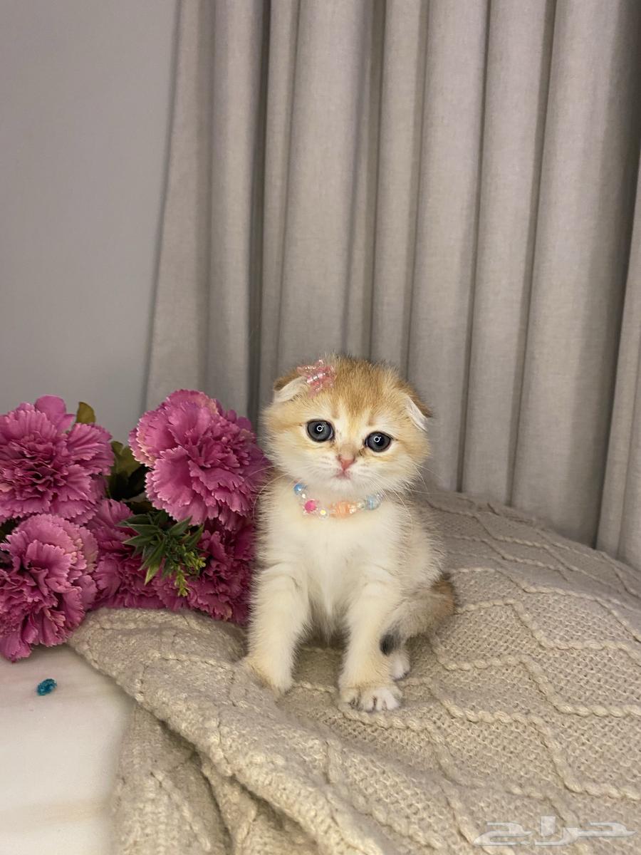 Scotch Cats for Sale64051229533571111