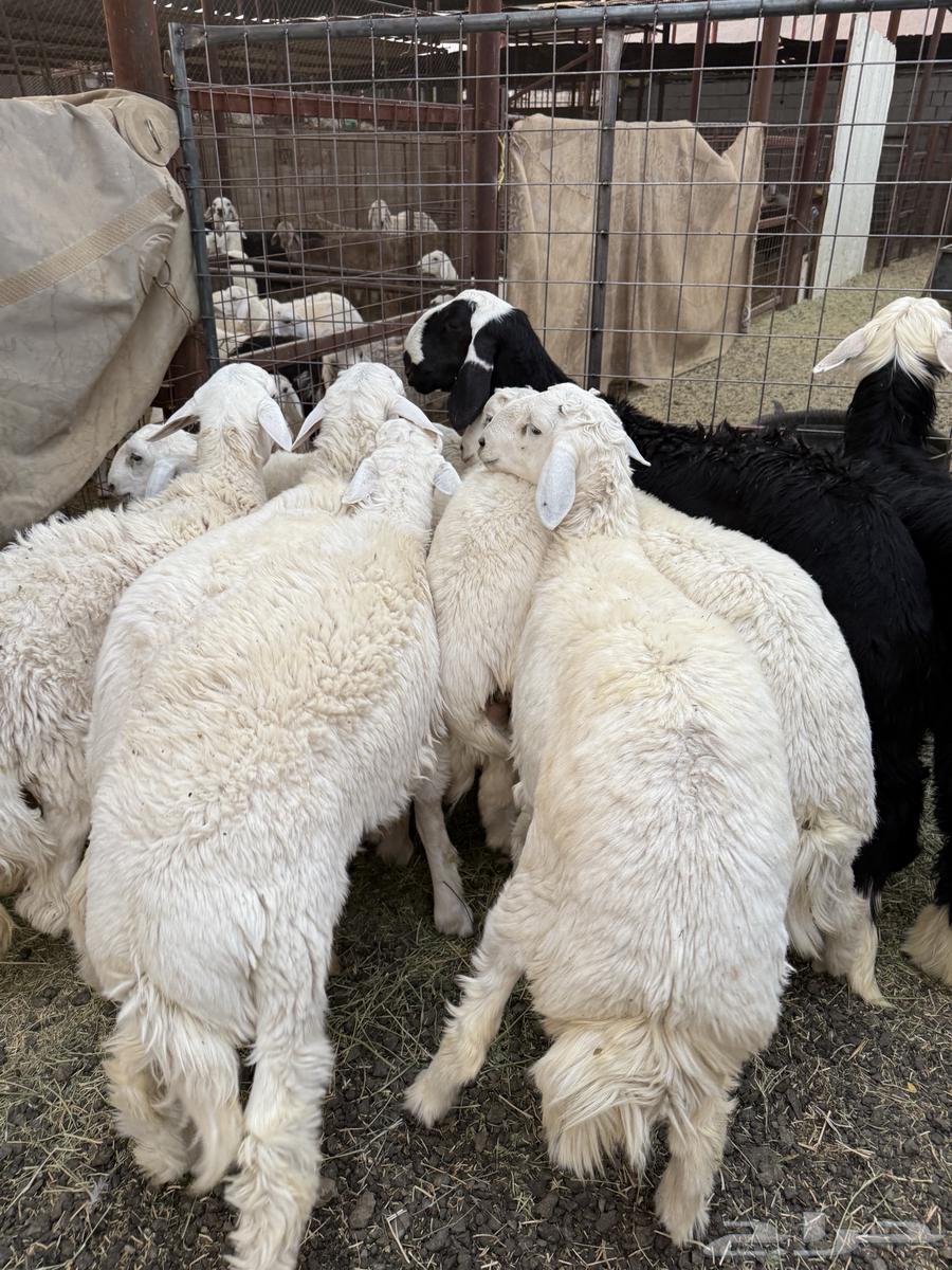 High-quality lamb and goat meat for slaughter (Slaughtering and delivery available)64021998643842110