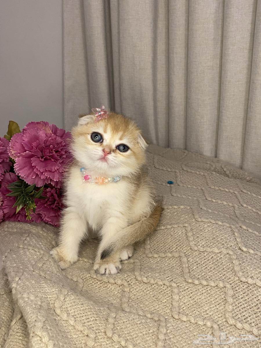 Scotch Cats for Sale64051229533571112