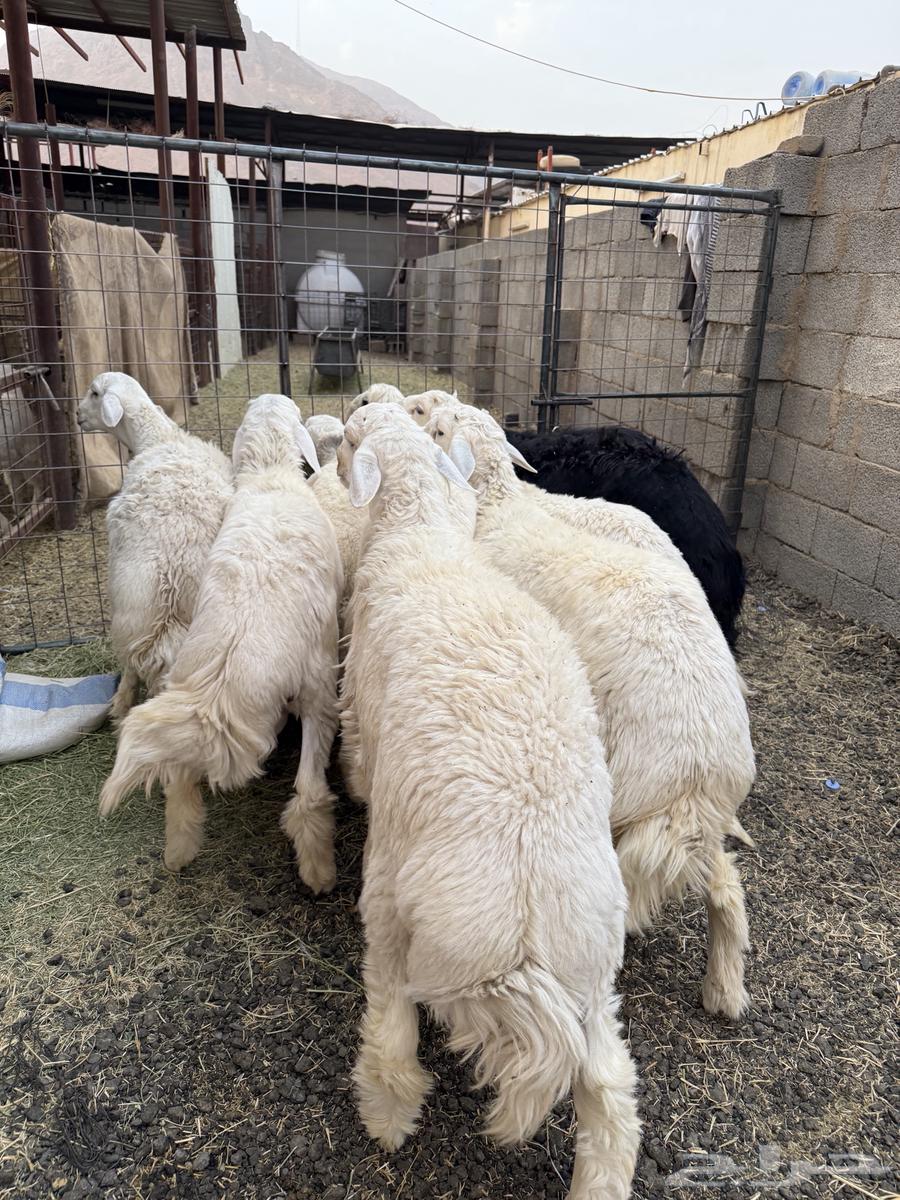High-quality lamb and goat meat for slaughter (Slaughtering and delivery available)64021998643842113