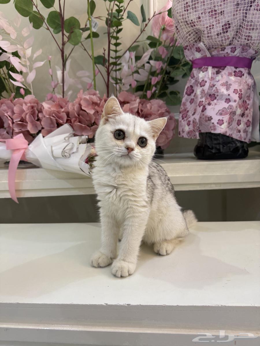سكوتش كيتن بيور فولد قولد ستريت63623128900354112