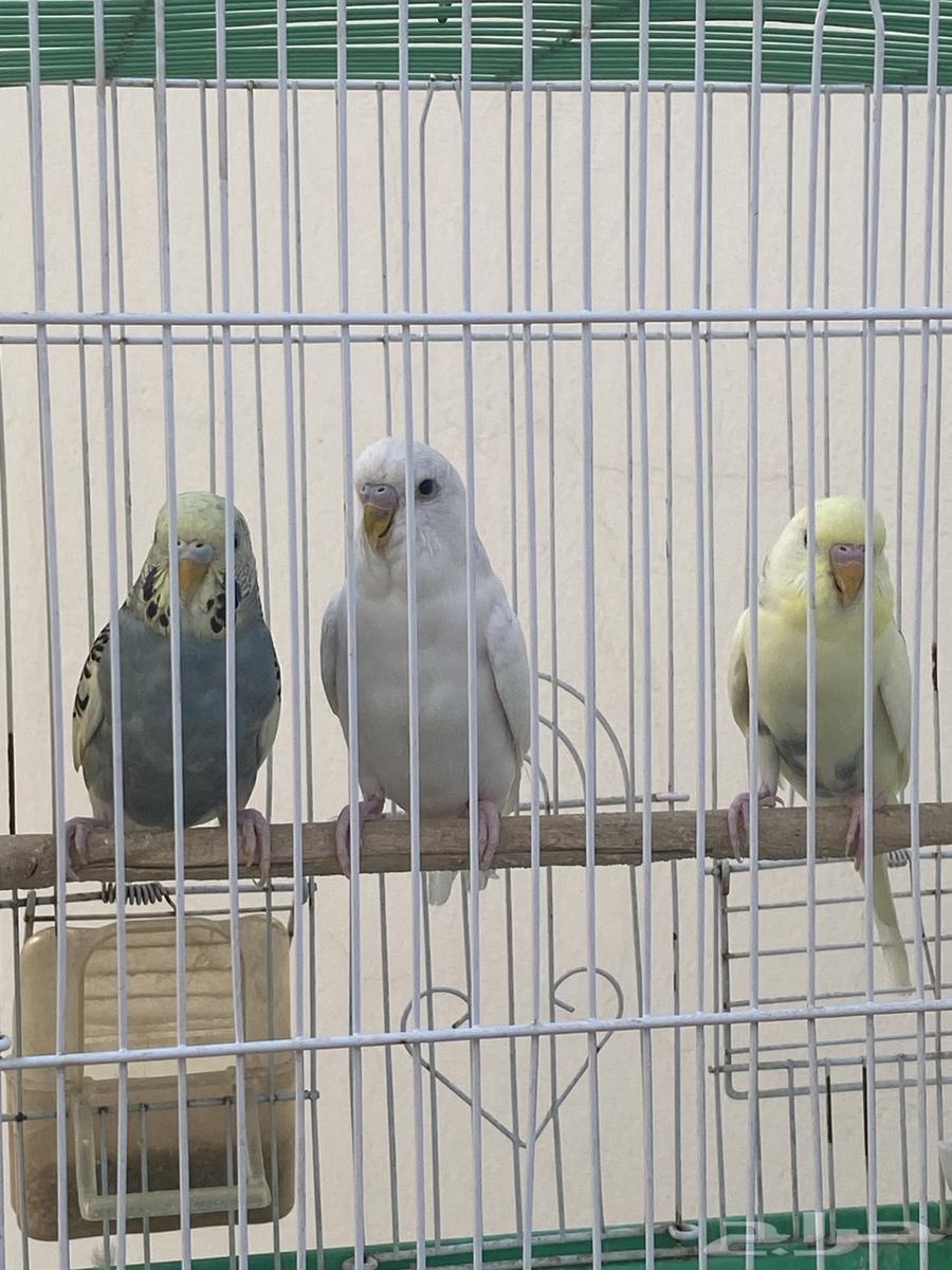 طيور الحب64030599681537110