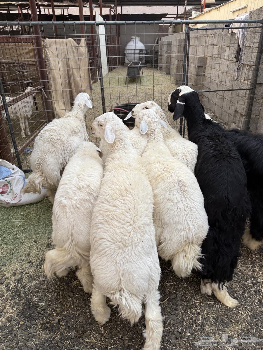 High-quality lamb and goat meat for slaughter (Slaughtering and delivery available)64021998643842112