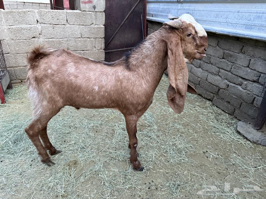 تيس فحل64024383174531110