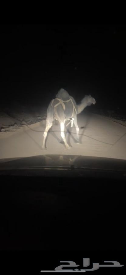 Camel for sale, pregnant with broken leg64024175047939110