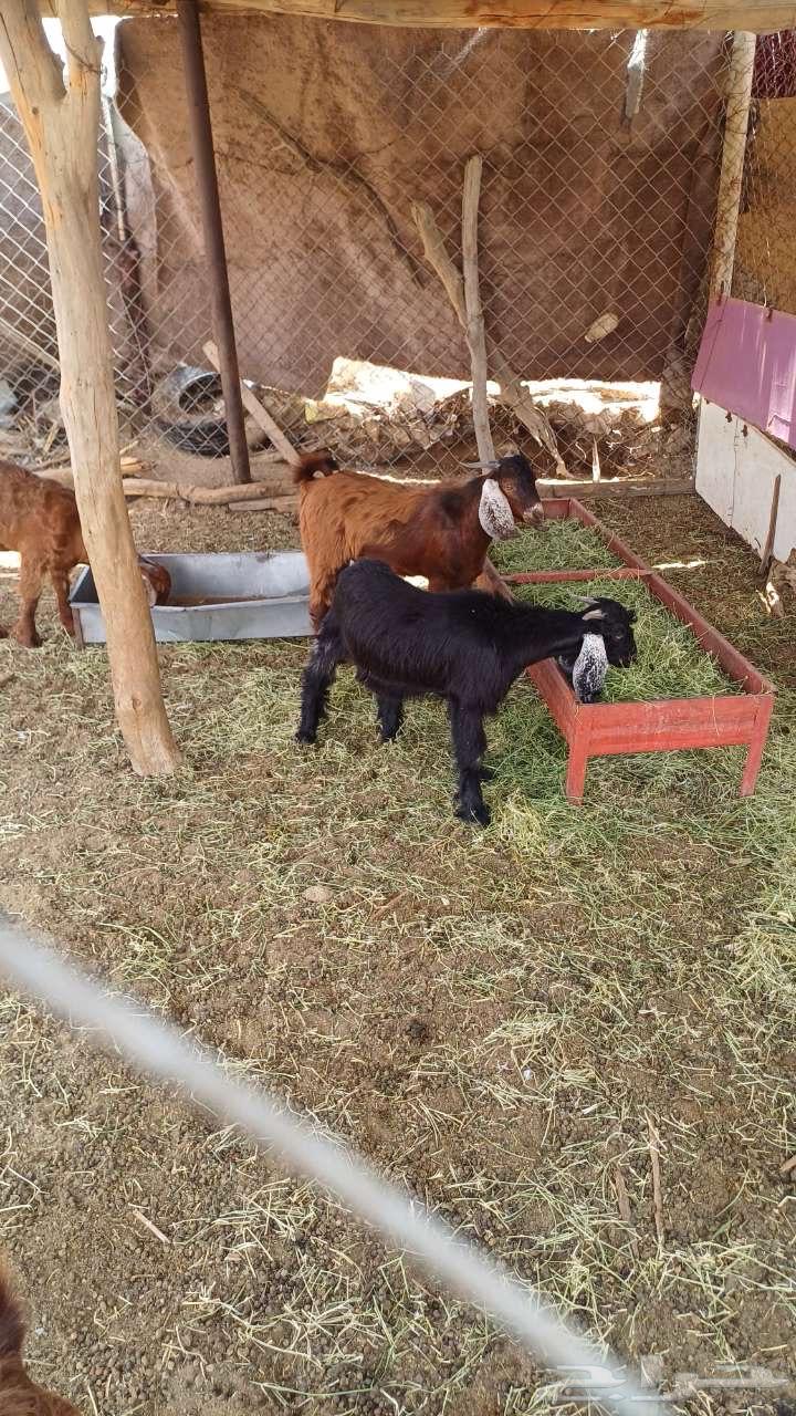 Healthy male goats, fat and clean64028980383745114