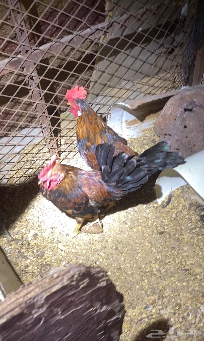 Local rooster for sale64019262457602110