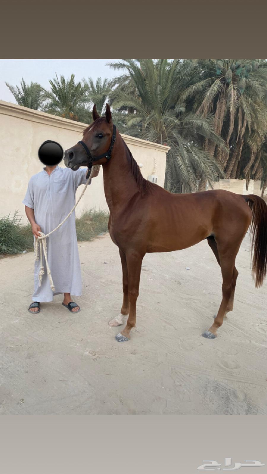 خيل واهو البيع63655715276931110