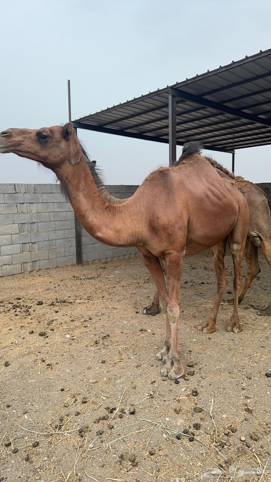 Red Lughah, limit 7000, sold64050784441089111