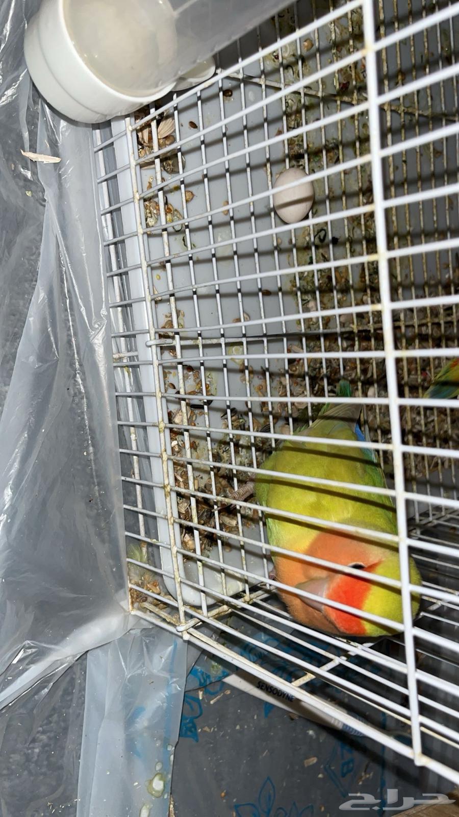 Female Rose Latino ready for mating64044087355650110