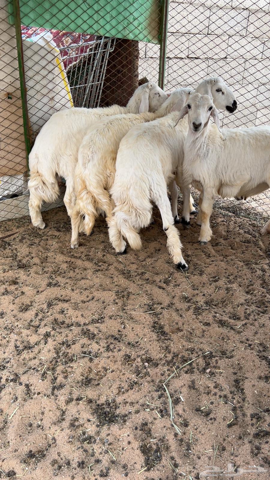 There are 5-month-old free-range turkeys in excellent condition64038797345922110