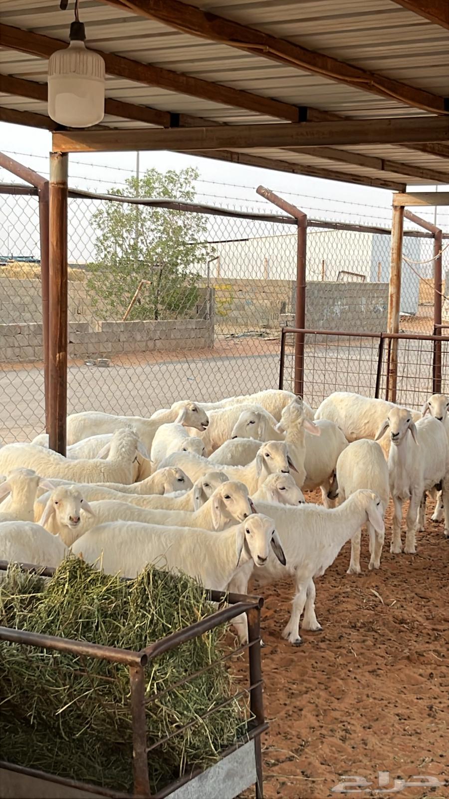 Number 38 Kelsh Lamb Age Sold Offsite64050786836097110