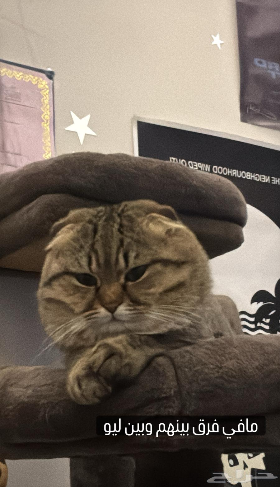 Male Scottish Fold Cat for Sale64042450475394110