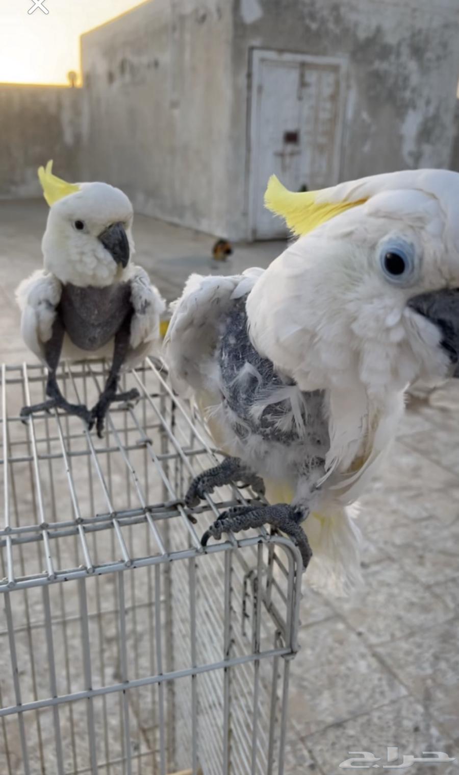A pair of domesticated cockatoos, product available, and installments sold.63386460652547111