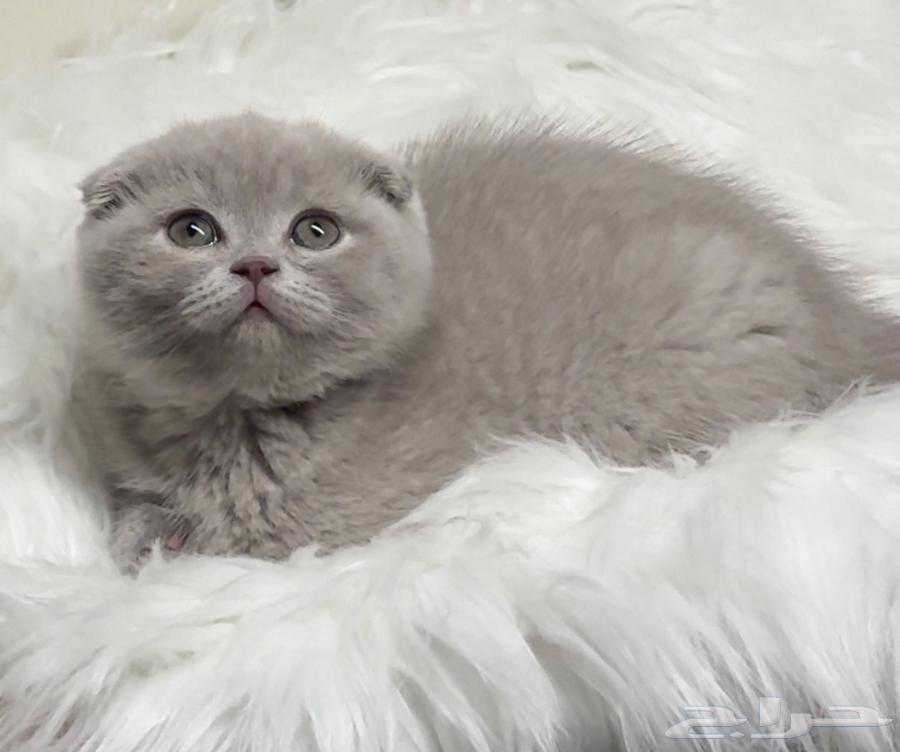 Scottish Fold kittens for sale, luxurious breeding at a special price63864475009923114