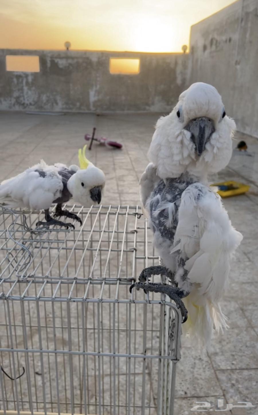 A pair of domesticated cockatoos, product available, and installments sold.63386460652547112