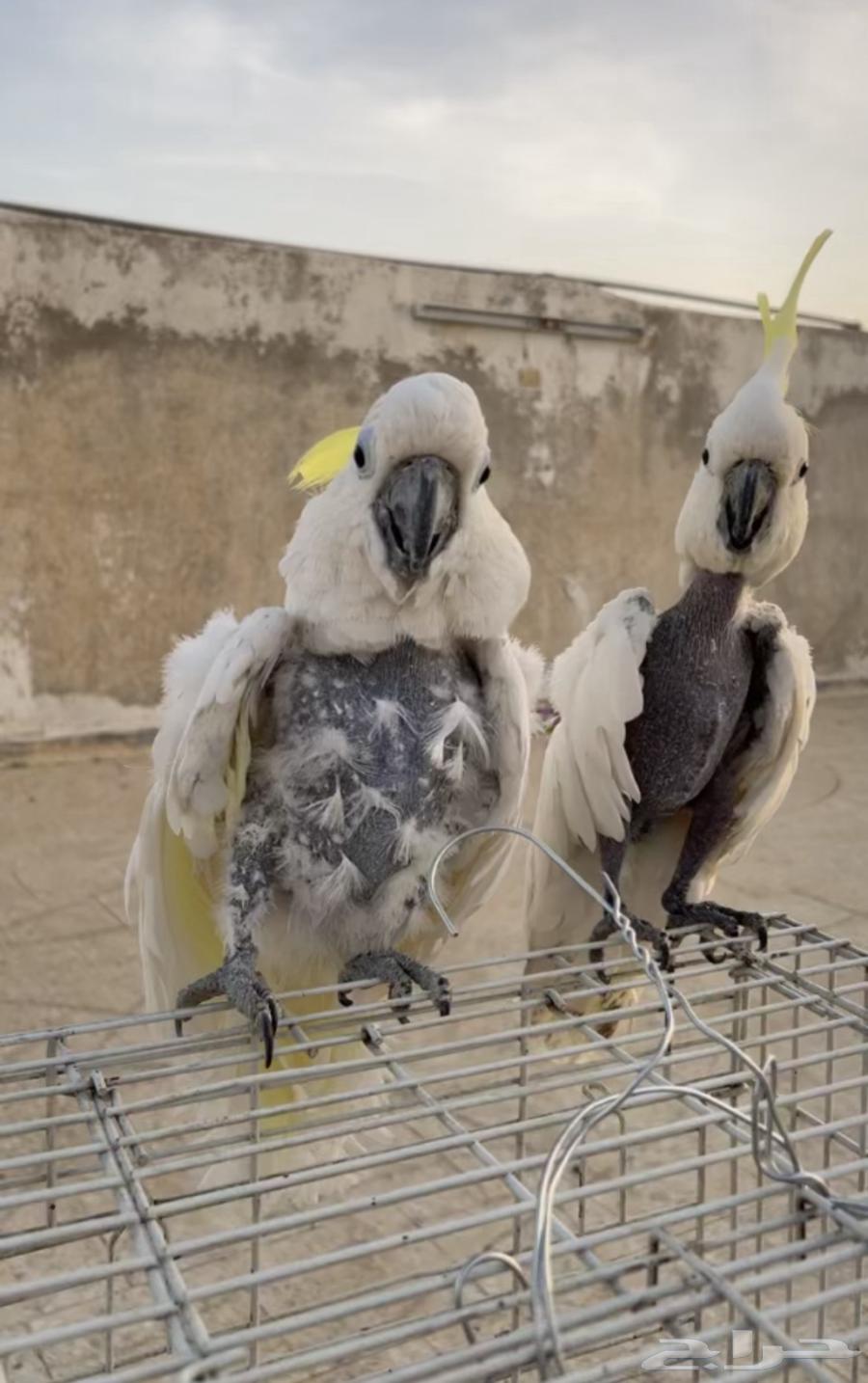A pair of domesticated cockatoos, product available, and installments sold.633864606525471110