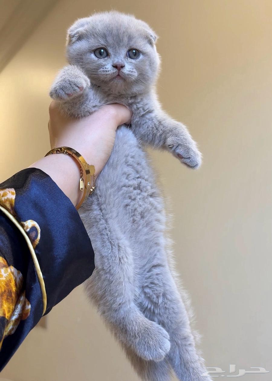 Scottish Fold kittens for sale, luxurious breeding at a special price63864475009923111