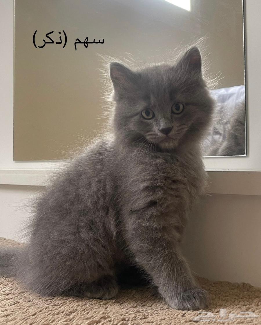 Cats for sale64053610015617110