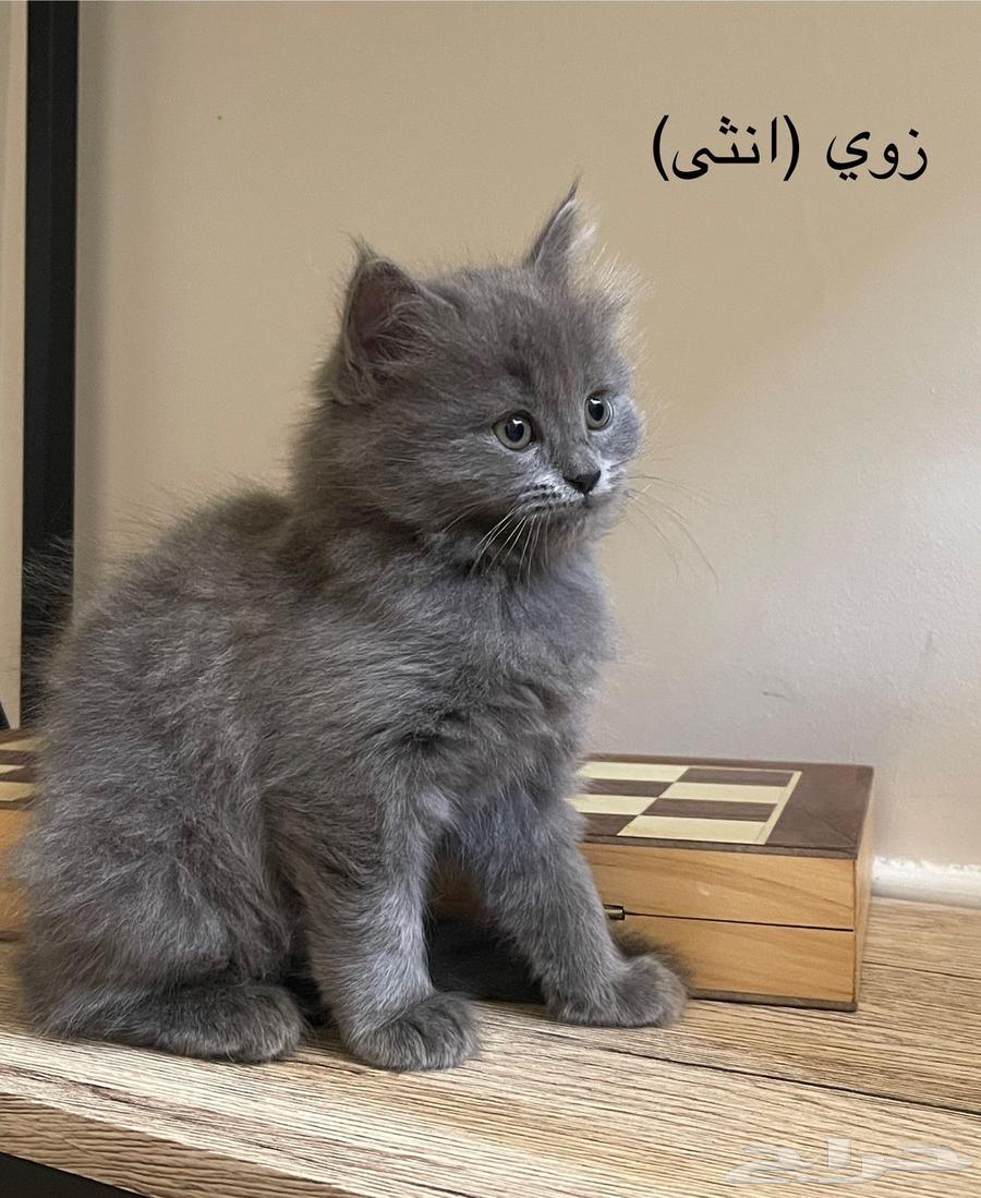 Cats for sale64053610015617113