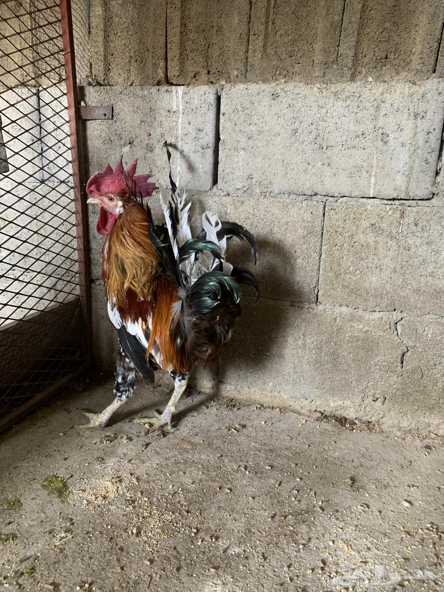 Authentic Local Rooster (Sold)64050121608705112