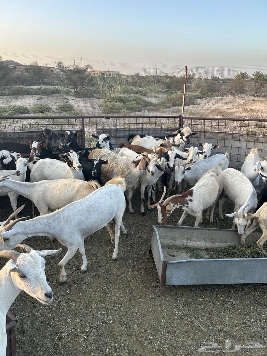 Goats for sale, male and female64041348097411114